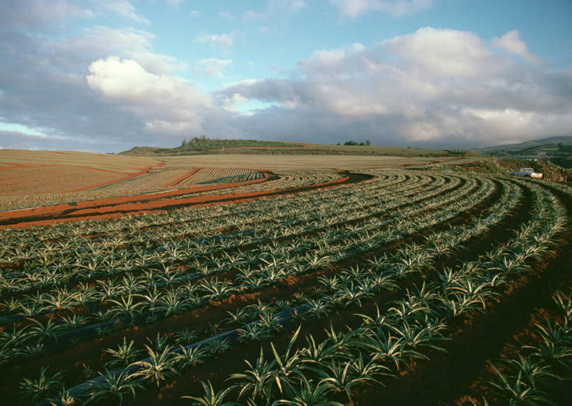 无人,农田,横图,室外,白天,正面,旅游,度假,庄稼,农作物,草地,草坪,岛屿,美景,植物,夏威夷,美国,阴影,光线,影子,景观,云,云朵,云彩,娱乐,草,树,树木,蓝色,绿色,白云,蓝天,天空,阳光,自然,天,享受,休闲,景色,放松,生长,晴朗,成长,北美,北美洲,自然风光,美洲,瓦胡岛,欧胡岛,欧湖岛,夏威夷州,爱洛哈之州,北亚美利加洲,亚美利加洲,聚集之岛,列岛,群岛,诸岛,晴空,彩图,耕地,庄稼田