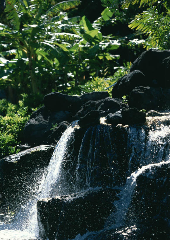 无人,竖图,室外,白天,正面,旅游,度假,岛屿,美景,瀑布,树林,水,植物,夏威夷,美国,阴影,飞溅,溅,光线,液体,影子,景观,水滴,娱乐,水珠,树,树木,绿色,阳光,自然,享受,休闲,景色,放松,生长,成长,北美,北美洲,喷洒,自然风光,美洲,夏威夷岛,夏威夷州,爱洛哈之州,北亚美利加洲,亚美利加洲,大岛,跌水,列岛,群岛,诸岛,彩图,科纳市