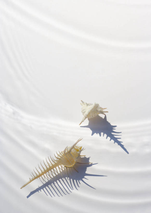 无人,竖图,室内,白天,白色背景,正面,沙滩,阴影,反射,沙子,影子,海岸,海螺,沙地,海洋生物,两个,摄影,影棚,软体动物,峨螺,水生动物,水生物,海底动物,骨螺,刺螺,海滩,彩图,影棚拍摄,拍摄