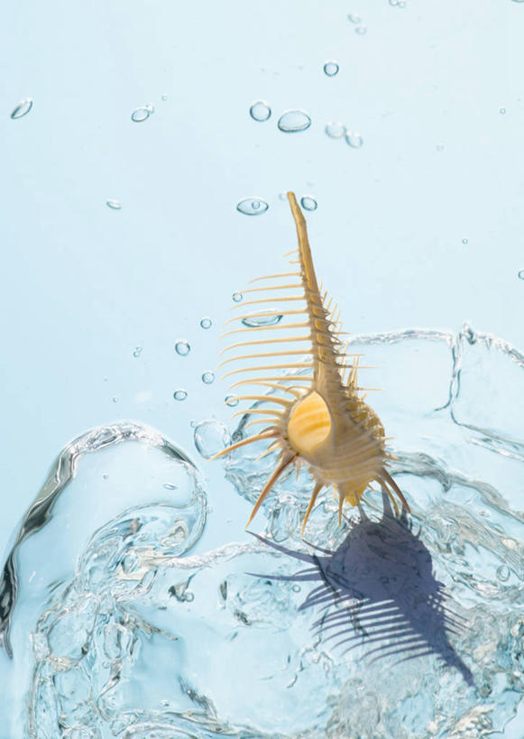 无人,竖图,室内,白天,白色背景,正面,数码,科技,水,阴影,波纹,透明,网络,液体,气泡,水滴,海螺,涟漪,漩涡,高光,几何,计算机图形,合成,水泡,海洋生物,水珠,一个,水纹,泡泡,单个,软体动物,峨螺,电脑合成图,数码合成图,圆弧,合成图,水生动物,水生物,海底动物,写实,具体,具象,骨螺,刺螺,彩图