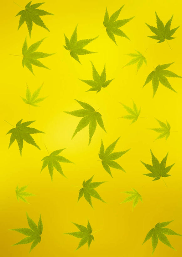 无人,竖图,插画,室内,白天,正面,数码,科技,叶子,许多,阴影,透明,网络,枫叶,枯叶,落叶,高光,几何,计算机图形,辉煌,合成,图画,画,黄色,红色,绿色,健康,活泼,希望,枫树叶,暖色,电脑合成图,数码合成图,合成图,漫画,光辉,写实,具体,具象,光明,功名,轻快,叶,叶片,彩图,葡萄槭,藤枫,藤槭