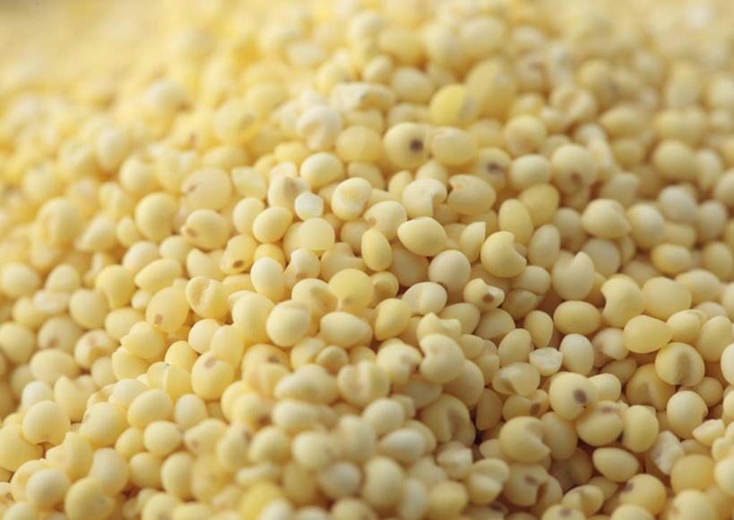 无人,横图,俯视,室内,特写,白天,一堆,许多,阴影,堆叠,堆积,朦胧,模糊,透明,反射,影子,谷物,辉煌,黄色,健康,粟米,摄影,活泼,影棚,希望,堆,暖色,小米,光辉,谷子,粟,粢米,光明,功名,轻快,彩图,高角度拍摄,影棚拍摄,拍摄