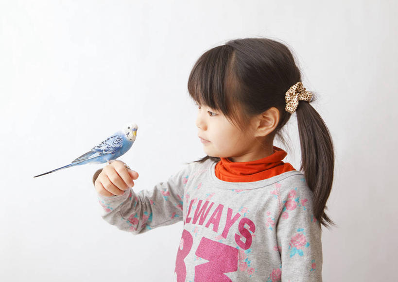 东方人,儿童,一个人,站,举,笑,微笑,横图,室内,白天,白色背景,正面,纯洁,鸟,鹦鹉,亚洲,仅一个女性,仅一个人,服装,英文,鸟类,标志,文字,字符,字母,注视,休闲装,黄种人,标识,一只,小孩,衣服,蓝色,动物,观察,看,托,站着,仅一个小孩,休闲,休闲服,可爱,童年,童趣,摄影,服饰,活泼,影棚,观看,英文字母,察看,关注,童真,阿拉伯文,烂漫,无邪,观赏鸟,阿拉伯语,阿拉伯字母,彩凤,虎皮鹦鹉,娇凤,天真,女孩,女人,女性,亚洲人,孩子,举起,举手,举着,向上举,向上伸,向上托,站立,半身,彩图,影棚拍摄,拍摄,女生