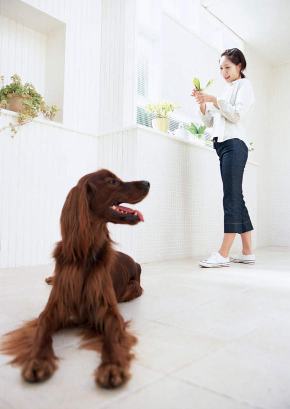 东方人,一个人,站,竖图,室内,白天,仰视,植物,桌面,桌子,宠物,狗,亚洲,仅一个年轻女性,仅一个女性,仅一个人,服装,朦胧,模糊,木制,盆栽,墙,盆景,注视,休闲装,黄种人,墙壁,墙面,一只,衣服,绿色,白色,自然,动物,木制品,观察,看,站着,休闲,休闲服,可爱,服饰,生长,成长,观看,察看,关注,忠诚,塞特犬,雪达犬,爱尔兰塞特犬,爱尔兰雪达犬,年轻女性,女人,女性,亚洲人,犬,站立,彩图,低角度拍摄,全身