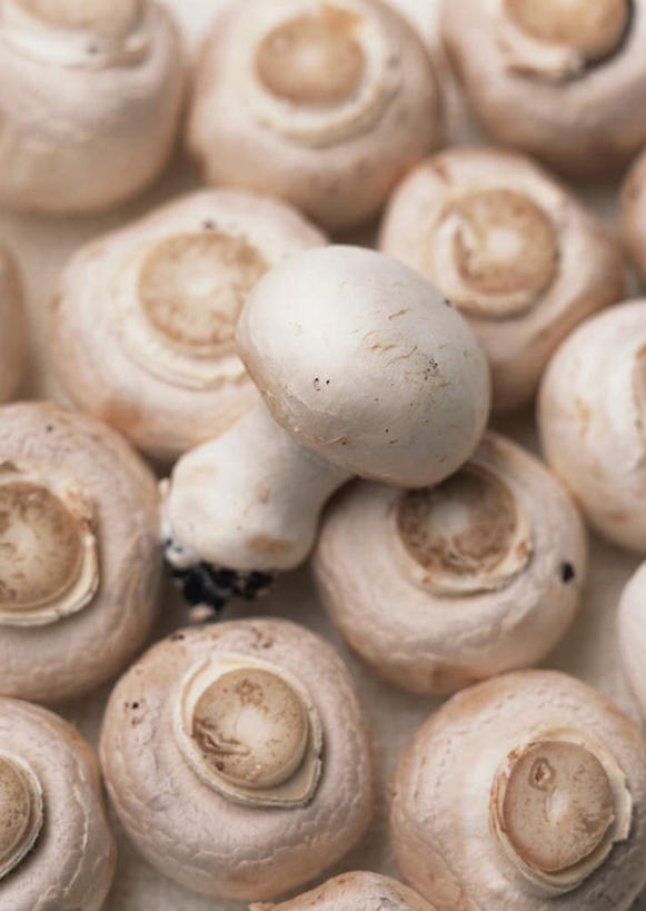 无人,竖图,俯视,室内,特写,白天,蔬菜,一堆,许多,阴影,堆叠,堆积,新鲜,反射,影子,菌菇,蘑菇,食品,很多,菌类,食物,白色,食用菌,有机食品,绿色食品,堆,白蘑菇,洋蘑菇,草腐菌,二孢蘑菇,双孢蘑菇,彩图,高角度拍摄