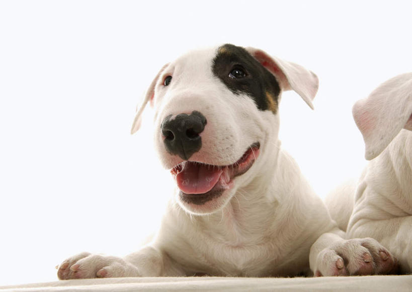 无人,躺,横图,室内,特写,白天,白色背景,正面,宠物,狗,梗犬,注视,一只,白色,黑色,动物,观察,看,张嘴,可爱,摄影,影棚,观看,察看,关注,张大嘴巴,忠诚,牛头梗,卧着,张开嘴,犬,躺着,卧,半身,彩图,影棚拍摄,拍摄