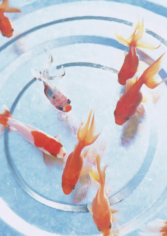 游泳,无人,竖图,俯视,室内,特写,白天,水,植物,玻璃,金鱼,鱼,液体,水滴,水草,鱼缸,注视,鱼类,玻璃制品,一个,自然,观察,看,生长,五条,单个,成长,观看,察看,关注,观赏鱼,金鲫鱼,泅水,拍浮,彩图,高角度拍摄,全身