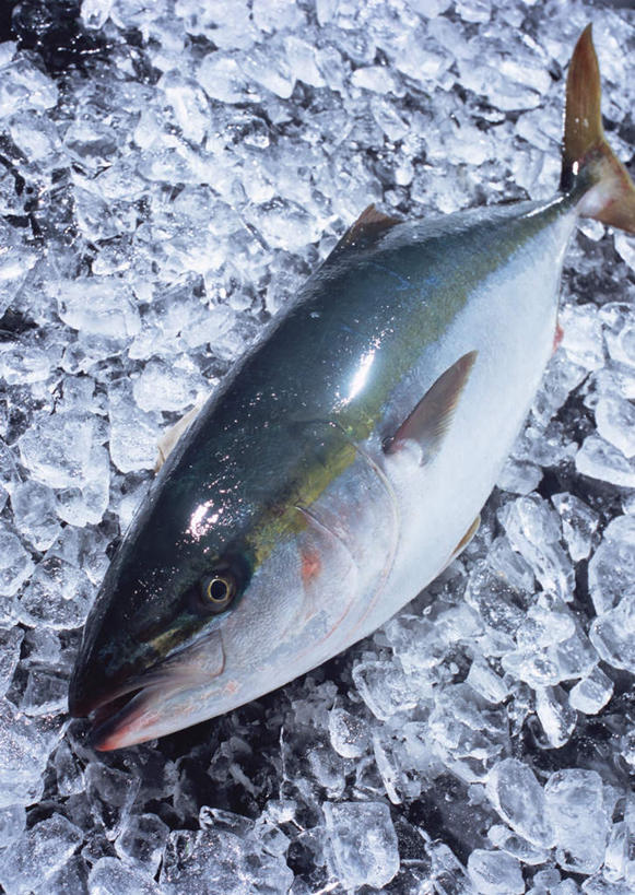 海鲜,无人,竖图,俯视,室内,特写,白天,一条,黑色背景,鱼,冰,冰块,冷冻,水产,鱼类,海洋生物,寒冷,摄影,影棚,冷藏,冰冷,水生动物,海产品,水生物,海底动物,保鲜,鰤,鰤鱼,彩图,高角度拍摄,全身,影棚拍摄,拍摄