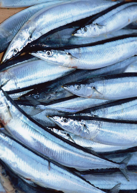 海鲜,无人,竖图,俯视,室外,特写,白天,一堆,许多,堆叠,堆积,秋刀鱼,鱼,很多,水产,鱼类,海洋生物,竹刀鱼,堆,刀鱼,水生动物,海产品,水生物,海底动物,半身,彩图,高角度拍摄