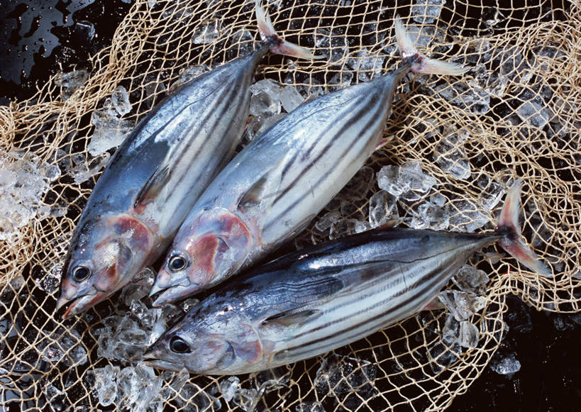 海鲜,无人,横图,俯视,室内,特写,白天,一排,整齐,鱼,冰,冰块,鲣鱼,冷冻,水产,鱼类,海洋生物,排列,寒冷,三条,渔网,冷藏,渔具,冰冷,队列,抓捕,水生动物,海产品,捕捞,鱼网,水生物,海底动物,拉网,捕捞工具,小金枪鱼,炸弹鱼,保鲜,彩图,高角度拍摄,全身