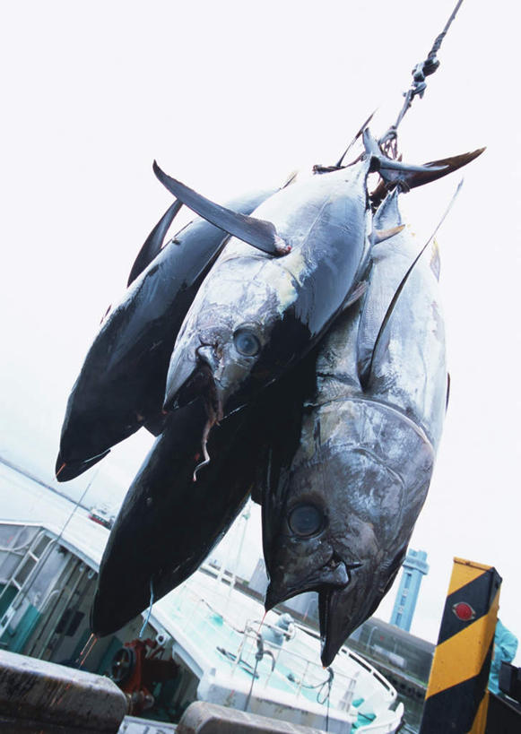 海鲜,无人,码头,竖图,室外,特写,白天,仰视,技术,港口,建筑,许多,吊挂,悬挂,鱼,很多,挂,鲔鱼,设备,水产,金枪鱼,鱼类,海洋生物,施工,天空,天,机械,起重机,吞拿鱼,工程,水生动物,海产品,水生物,海底动物,彩图,低角度拍摄,全身,摆渡口,埠头,渡口,渡头,港湾,海港,货运码头,口岸,商港