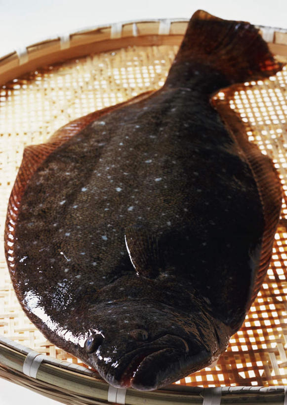 海鲜,无人,交叉,竖图,俯视,室内,特写,白天,白色背景,竹子,比目鱼,一条,竹制,编织,鱼,篮子,水产,海洋生物,一个,黑色,竹篮,摄影,影棚,单个,竹条,交织,竹制品,水生动物,海产品,水生物,海底动物,穿插,鲽鱼,彩图,高角度拍摄,全身,影棚拍摄,拍摄