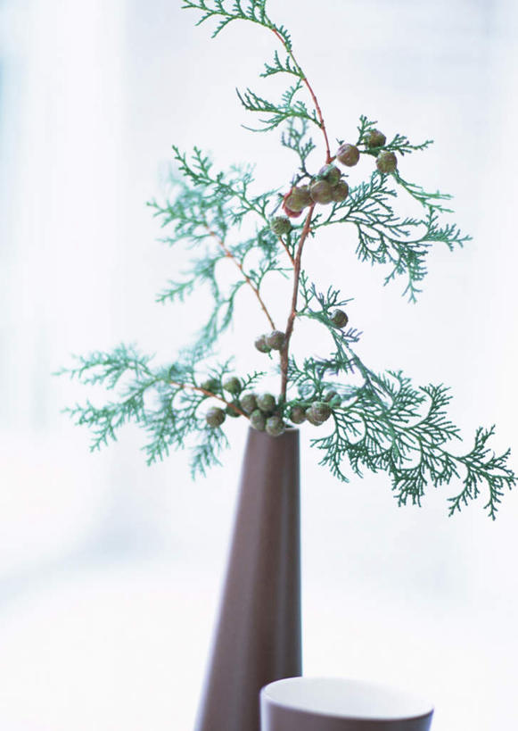 无人,竖图,室内,特写,白天,白色背景,正面,植物,柏树,花瓶,阴影,朦胧,模糊,反射,盆栽,影子,陶瓷,盆景,陶瓷制品,树,树木,一个,绿色,自然,瓶子,摄影,影棚,生长,单个,成长,高尚,长寿,不朽,正气,盆景树,盆栽树,彩图,影棚拍摄,拍摄