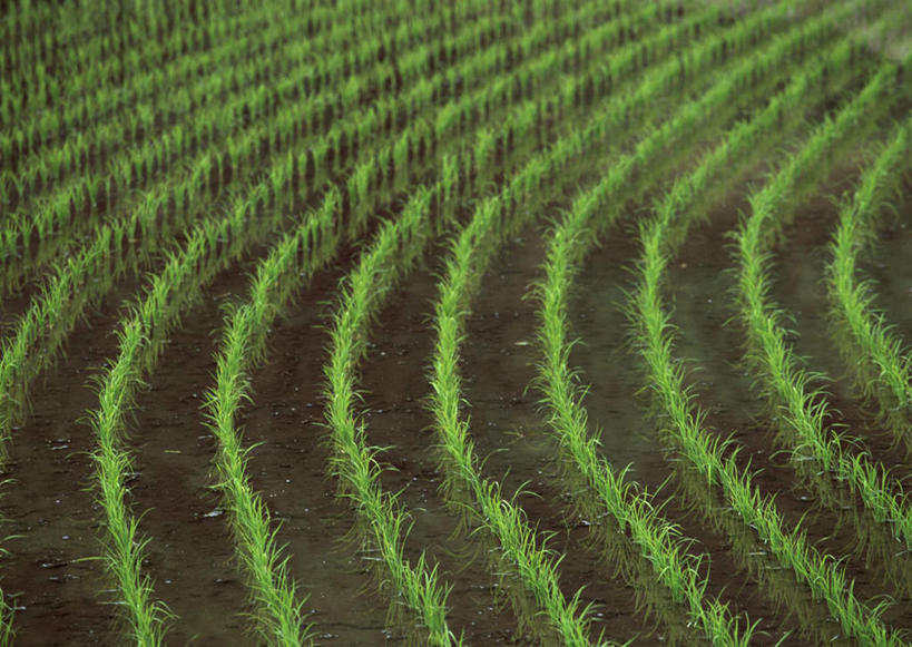 无人,农田,横图,俯视,室外,特写,白天,旅游,度假,农业,庄稼,农作物,美景,广岛县,日本,亚洲,新鲜,稻田,景观,娱乐,绿色,自然,享受,休闲,景色,放松,青春,生命,自然风光,和平,安详,东亚,本州,本州岛,日本国,広岛,中国地方,冷色,彩图,高角度拍摄,耕地,庄稼田,安艺太田町,山县郡