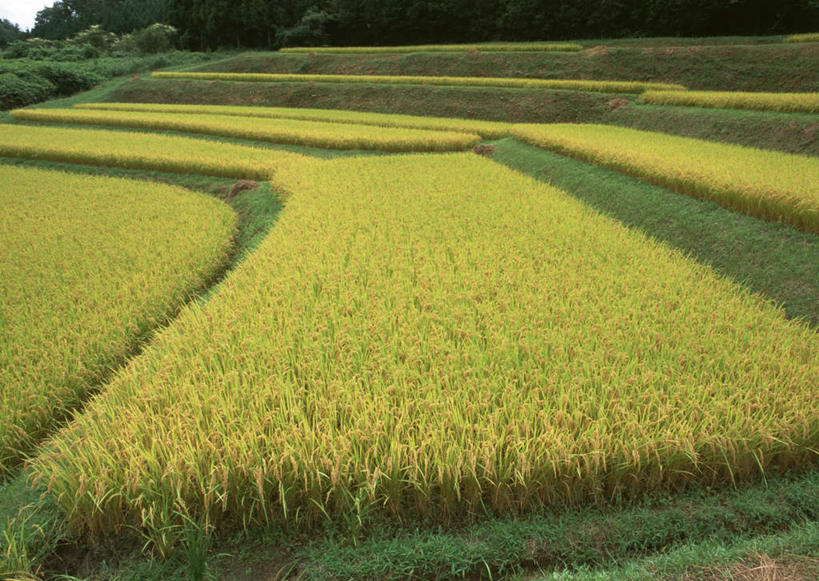 无人,农田,横图,室外,白天,正面,旅游,度假,庄稼,梯田,农作物,美景,树林,植物,日本,亚洲,阴影,曲折,弯曲,光线,纹路,纹理,影子,景观,娱乐,树,树木,绿色,阳光,自然,享受,休闲,景色,放松,蜿蜒,生长,成长,自然风光,东亚,本州,肌理,本州岛,日本国,中部地方,岐阜,岐阜县,彩图,耕地,庄稼田,惠那,惠那市