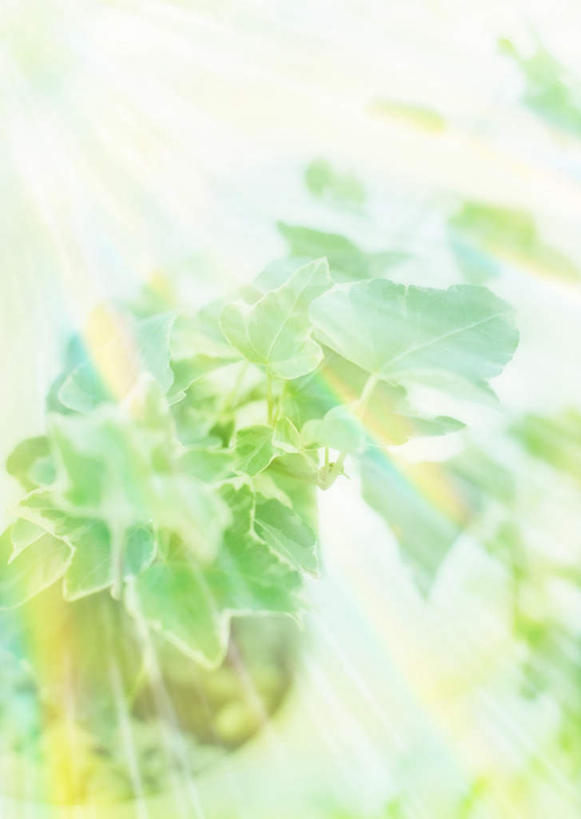 无人,竖图,室内,白天,正面,数码,科技,美景,植物,阴影,梦幻,发光,光束,网络,景观,光亮,高光,几何,计算机图形,合成,树,树木,绿色,自然,景色,生长,成长,电脑合成图,数码合成图,未来,合成图,发亮,自然风光,憧憬,写实,具体,具象,彩图