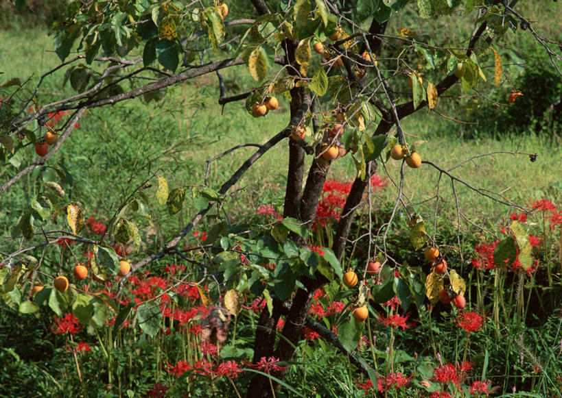 无人,横图,俯视,室外,白天,旅游,度假,草地,草坪,花海,花圃,美景,植物,柑橘,叶子,长野县,日本,亚洲,悬挂,阴影,盛开,光线,影子,景观,果树,彼岸花,曼珠沙华,石蒜,挂,花蕾,娱乐,草,花,花瓣,花朵,花卉,鲜花,树,树木,红色,绿色,阳光,自然,花丛,花束,花田,花苞,花蕊,享受,休闲,景色,放松,生长,成长,自然风光,东亚,本州,本州岛,日本国,中部地方,长野,无义草,龙爪花,金灯,赤箭,幽灵花,地狱花,舍子花,柑桔,橘子,桔子,彩图,高角度拍摄,大红蜜橘,大红袍,红橘,黄橘,宽皮橘,木曾郡,木曾町,蜀国吊挂