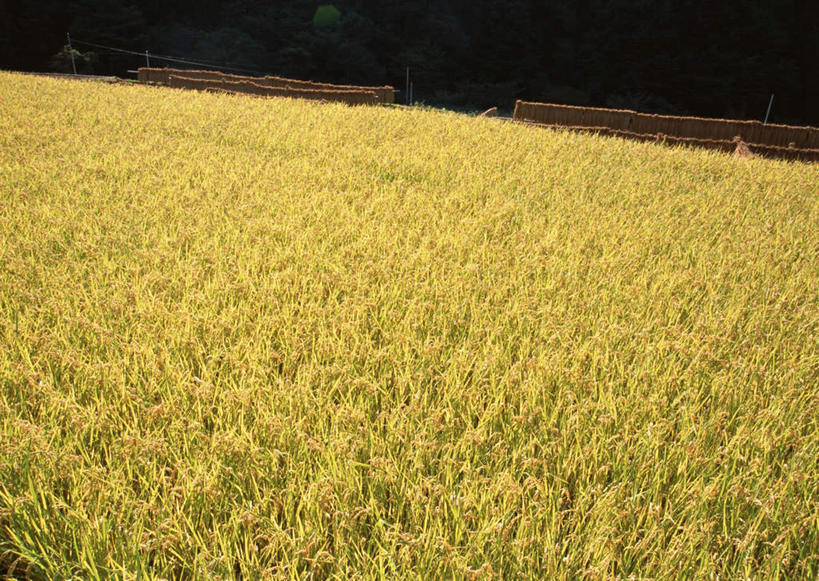 无人,农田,横图,俯视,室外,白天,旅游,度假,农业,庄稼,农作物,美景,日本,亚洲,丰富,丰收,稻田,景观,丰盛,娱乐,自然,享受,休闲,金色,景色,放松,富贵,自然风光,东亚,忠诚,本州,本州岛,日本国,中部地方,山梨,山梨县,富丽,名誉,荣华,丰登,丰硕,彩图,高角度拍摄,耕地,庄稼田,南都留郡,富士河口湖町