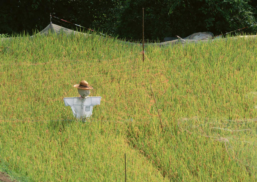 无人,农田,横图,俯视,室外,白天,旅游,度假,农业,庄稼,农作物,美景,树林,植物,帽子,长野县,日本,亚洲,草帽,稻田,景观,稻草,娱乐,稻草人,树,树木,一个,绿色,自然,享受,休闲,景色,放松,生长,单个,成长,自然风光,东亚,本州,本州岛,日本国,中部地方,长野,县厅,偶人,彩图,高角度拍摄,耕地,庄稼田,长野市