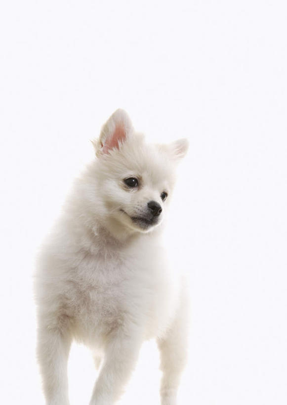 无人,站,竖图,室内,特写,白天,白色背景,正面,宠物,狗,扭头,注视,博美犬,松鼠犬,一只,白色,动物,观察,看,站着,转头,可爱,摄影,影棚,观看,察看,关注,忠诚,波美拉尼亚犬,博美狗,犬,站立,半身,彩图,影棚拍摄,拍摄