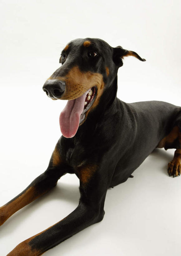 无人,竖图,室内,特写,白天,白色背景,正面,宠物,狗,注视,吐舌头,一只,黑色,动物,观察,看,趴着,伸舌头,张嘴,吐舌,可爱,摄影,影棚,观看,察看,关注,张大嘴巴,杜宾犬,忠诚,笃宾狗,笃宾犬,杜宾狗,张开嘴,犬,趴,半身,彩图,影棚拍摄,拍摄