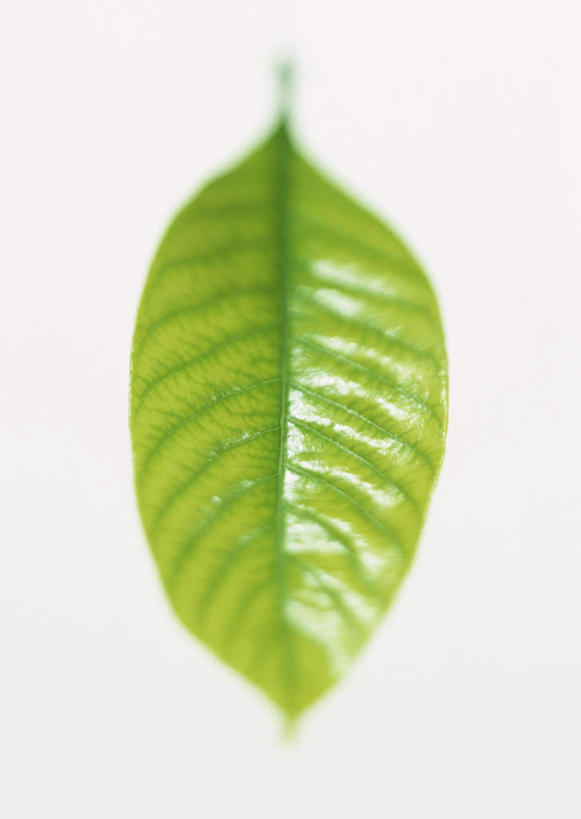 无人,竖图,室内,特写,白天,白色背景,正面,爱情,植物,叶子,一片,纹理,栀子花,绿叶,绿色,嫩叶,摄影,影棚,栀子,坚强,肌理,永恒,守候,黄栀,黄栀子,山栀,山栀子,叶,叶片,叶脉,彩图,影棚拍摄,拍摄