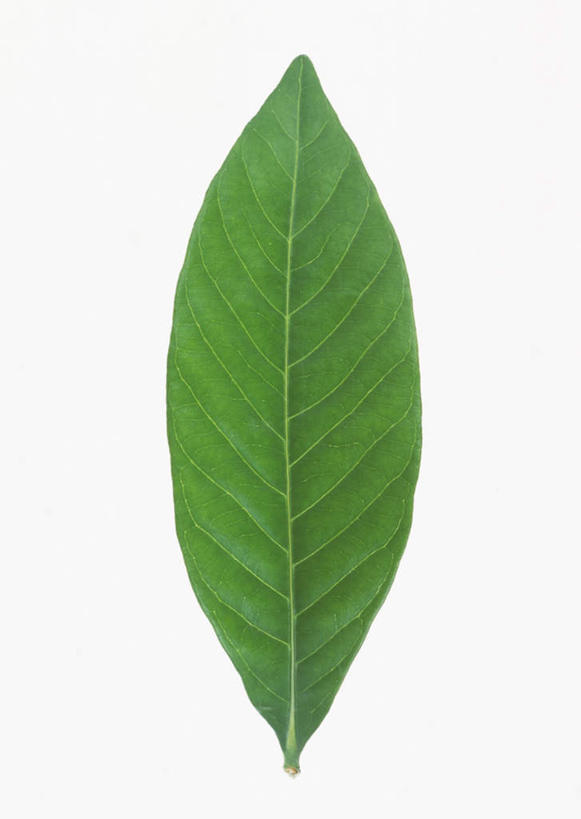 无人,竖图,室内,特写,白天,白色背景,正面,爱情,植物,叶子,一片,纹理,栀子花,绿叶,绿色,嫩叶,摄影,影棚,栀子,坚强,肌理,永恒,守候,黄栀,黄栀子,山栀,山栀子,叶,叶片,叶脉,彩图,影棚拍摄,拍摄