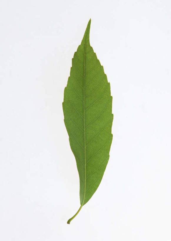 无人,竖图,室内,特写,白天,白色背景,正面,植物,叶子,一片,纹理,绿叶,绿色,嫩叶,摄影,影棚,橡树,肌理,沼生橡树,叶,叶片,叶脉,彩图,影棚拍摄,拍摄