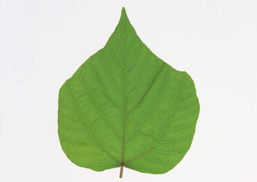 无人,横图,室内,特写,白天,白色背景,正面,农作物,植物,叶子,一片,壳,纹理,谷物,皮,绿叶,绿色,嫩叶,摄影,影棚,肌理,糠,叶,叶片,叶脉,彩图,影棚拍摄,拍摄,粗糠