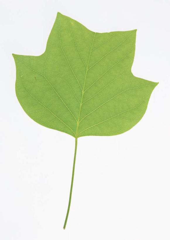 无人,竖图,室内,特写,白天,白色背景,正面,植物,叶子,一片,纹理,绿叶,绿色,嫩叶,摄影,影棚,肌理,郁金香树,叶,叶片,叶脉,彩图,影棚拍摄,拍摄