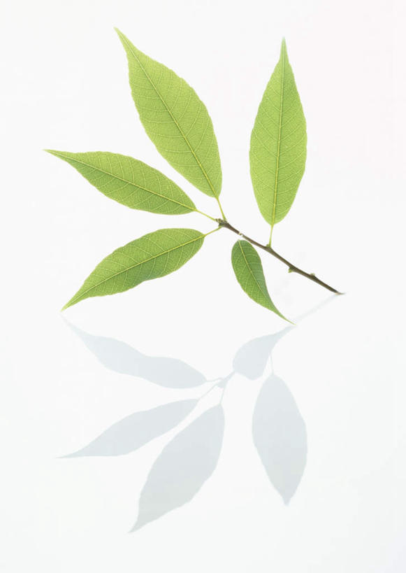 无人,竖图,室内,特写,白天,白色背景,正面,植物,叶子,纹理,绿叶,五片,绿色,嫩叶,摄影,影棚,橡树,肌理,沼生橡树,叶,叶片,叶脉,彩图,影棚拍摄,拍摄