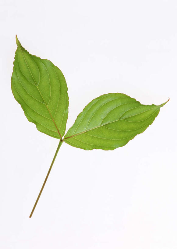 无人,竖图,室内,特写,白天,白色背景,正面,植物,叶子,两片,纹理,绿叶,绿色,嫩叶,摄影,影棚,山茱萸,肌理,山萸肉,山芋肉,蜀酸枣,天木籽,药枣,萸肉,枣皮,叶,叶片,叶脉,彩图,影棚拍摄,拍摄