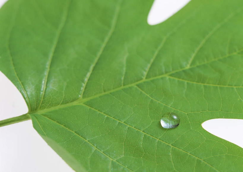 无人,横图,室内,特写,白天,白色背景,正面,水,植物,露水,叶子,透明,纹理,液体,水滴,绿叶,一颗,水珠,绿色,露珠,嫩叶,摄影,影棚,生机,剔透,肌理,灵动,通明,郁金香树,叶,叶片,叶脉,彩图,影棚拍摄,拍摄,晶莹