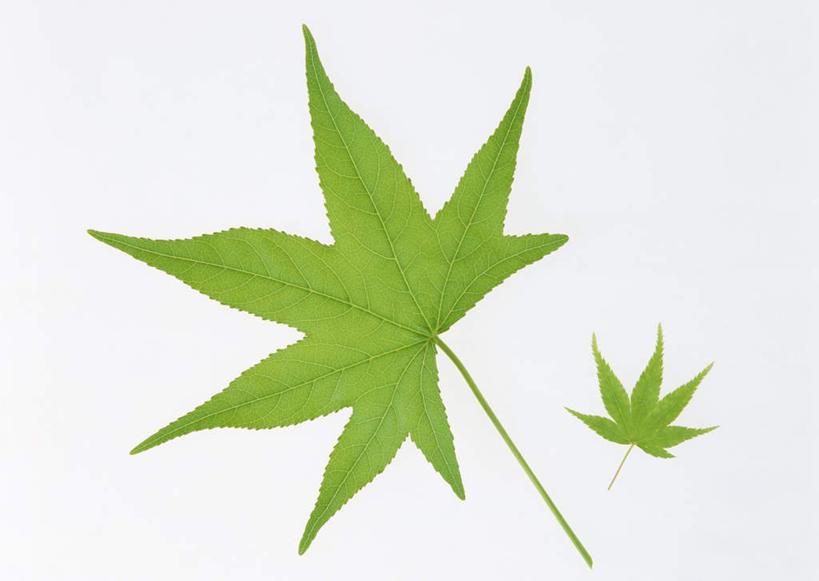 无人,横图,室内,特写,白天,白色背景,正面,植物,枫树,叶子,两片,纹理,绿叶,绿色,嫩叶,摄影,影棚,肌理,槭树,叶,叶片,叶脉,彩图,影棚拍摄,拍摄