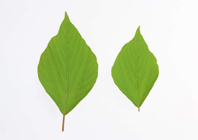 无人,横图,室内,特写,白天,白色背景,正面,农作物,植物,叶子,两片,壳,纹理,谷物,皮,绿叶,绿色,嫩叶,摄影,影棚,肌理,糠,叶,叶片,叶脉,彩图,影棚拍摄,拍摄,粗糠