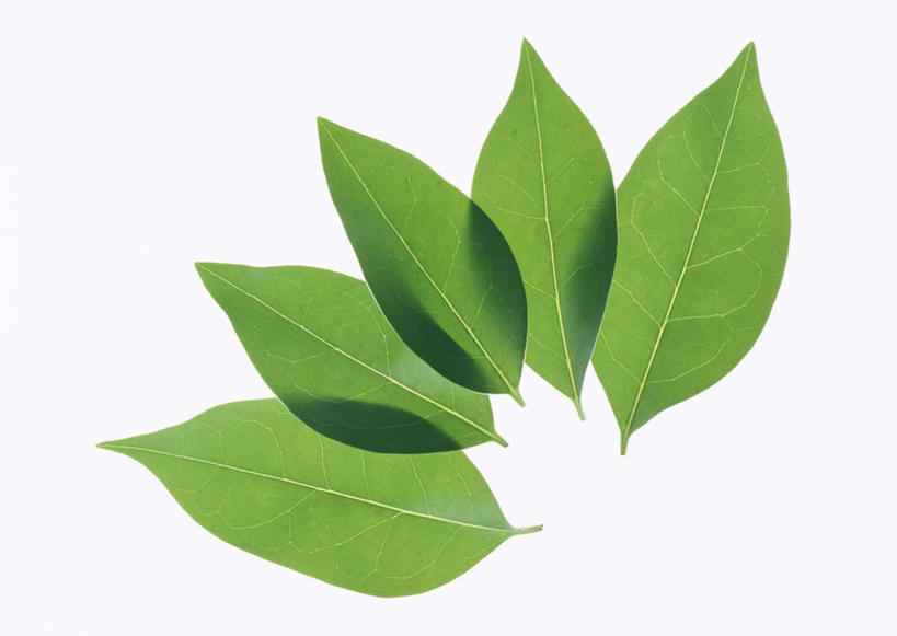 无人,横图,室内,特写,白天,白色背景,正面,植物,叶子,一排,整齐,纹理,绿叶,五片,排列,绿色,嫩叶,摄影,影棚,队列,肌理,叶,叶片,叶脉,彩图,影棚拍摄,拍摄