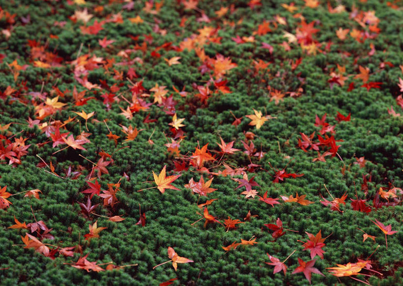 无人,横图,俯视,室外,特写,白天,草地,草坪,美景,秋季,植物,叶子,京都,日本,亚洲,许多,朦胧,模糊,景观,枫叶,枯叶,落叶,草,黄色,红色,绿色,自然,景色,京都府,枫树叶,自然风光,东亚,本州,本州岛,日本国,近畿地方,近畿,叶,叶片,秋,秋天,彩图,高角度拍摄,葡萄槭,藤枫,藤槭