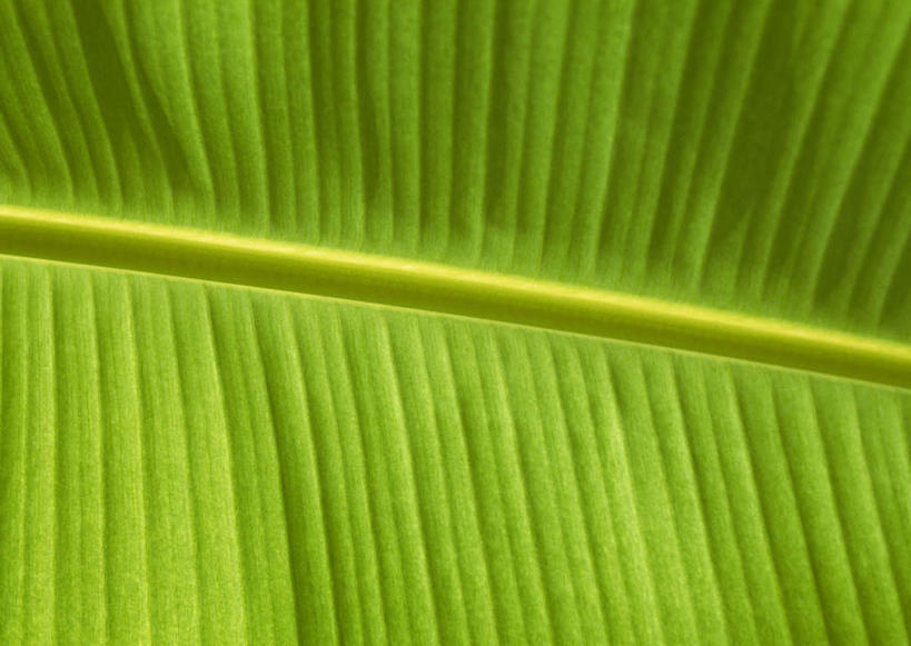 无人,横图,俯视,室外,特写,白天,旅游,度假,美景,植物,叶子,日本,亚洲,阴影,新鲜,光线,纹理,影子,景观,绿叶,娱乐,冲绳,绿色,阳光,自然,享受,休闲,嫩叶,景色,放松,青春,冲绳县,生命,自然风光,和平,安详,东亚,肌理,琉球群岛,日本国,九州地方,冷色,冲绳群岛,久米岛,叶,叶片,叶脉,彩图,高角度拍摄