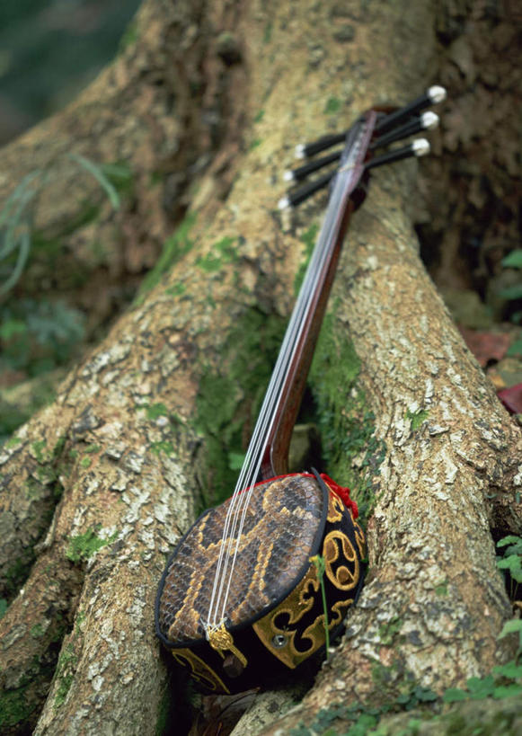 无人,竖图,俯视,室外,特写,白天,植物,朦胧,模糊,青苔,树桩,苔藓,乐器,弦乐器,三味线,树,树干,树木,一个,绿色,自然,木桩,生长,单个,成长,弹拨弦鸣乐器,三弦琴,彩图,高角度拍摄,弹拨弦乐器