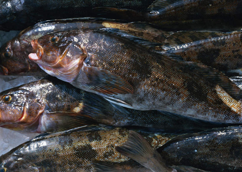 无人,横图,俯视,室外,特写,白天,一堆,许多,堆叠,堆积,鱼,褐色,很多,鱼类,海洋生物,张嘴,堆,六线鱼,水生动物,水生物,张大嘴巴,海底动物,张开嘴,半身,彩图,高角度拍摄