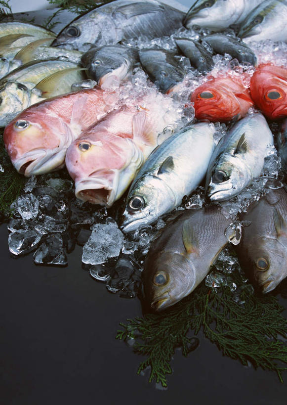 海鲜,无人,竖图,俯视,室内,白天,餐桌,桌子,叶子,一排,许多,阴影,整齐,并列,并排,反射,鱼,影子,绿叶,很多,鲷鱼,水产,鱼类,海洋生物,排列,红色,白色,黑色,嫩叶,餐台,鲷,加吉鱼,金眼鲷,鲹鱼,铜盆鱼,队列,水生动物,海产品,平行,水生物,海底动物,班加吉,加真鲷,鲹,白方头鱼,方头鱼,甘鲷,红马头,马头鱼,银方头鱼,叶,叶片,半身,彩图,高角度拍摄,大眼鲹,杰克鱼