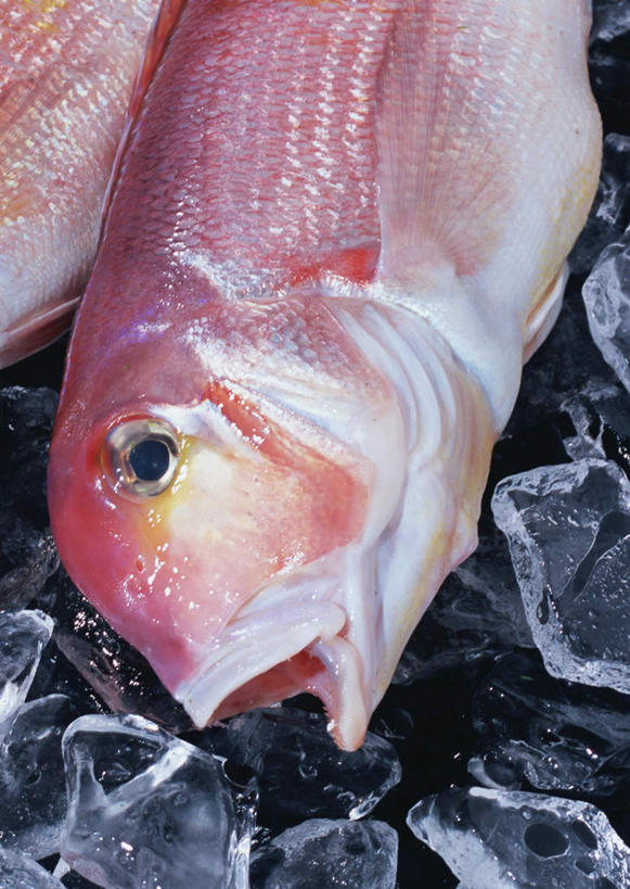 海鲜,无人,竖图,俯视,室内,特写,白天,餐桌,桌子,两条,阴影,黑色背景,反射,鱼,影子,冰,冰块,冷冻,水产,鱼类,海洋生物,红色,张嘴,寒冷,摄影,影棚,冷藏,餐台,冰冷,水生动物,海产品,水生物,张大嘴巴,海底动物,保鲜,白方头鱼,方头鱼,甘鲷,红马头,马头鱼,银方头鱼,张开嘴,半身,彩图,高角度拍摄,影棚拍摄,拍摄