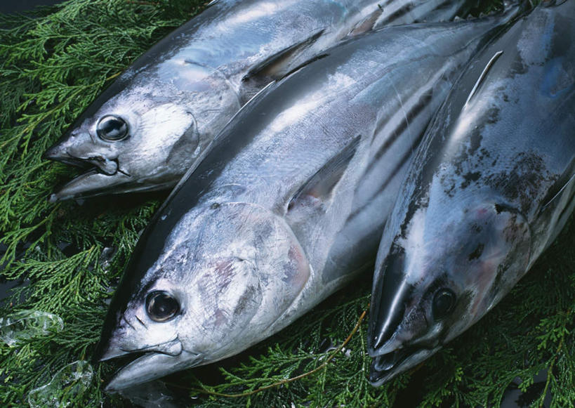 海鲜,无人,横图,俯视,室内,特写,白天,叶子,一排,整齐,鱼,绿叶,鲣鱼,水产,鱼类,海洋生物,排列,嫩叶,三条,队列,水生动物,海产品,水生物,海底动物,小金枪鱼,炸弹鱼,叶,叶片,半身,彩图,高角度拍摄