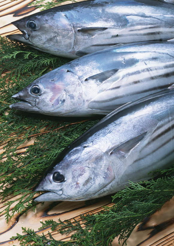 海鲜,无人,竖图,俯视,室内,特写,白天,桌面,桌子,叶子,一排,整齐,木制,鱼,绿叶,鲣鱼,水产,鱼类,海洋生物,排列,木制品,嫩叶,三条,队列,水生动物,海产品,水生物,海底动物,小金枪鱼,炸弹鱼,叶,叶片,半身,彩图,高角度拍摄