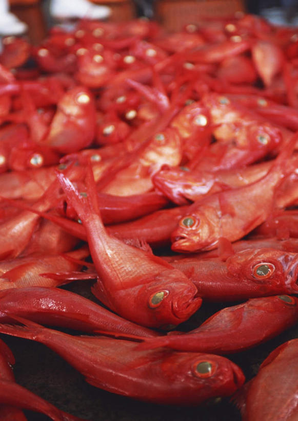 海鲜,无人,竖图,俯视,室外,特写,白天,一堆,许多,堆叠,堆积,鱼,很多,鲷鱼,水产,鱼类,海洋生物,红色,堆,鲷,加吉鱼,金眼鲷,铜盆鱼,水生动物,海产品,水生物,海底动物,班加吉,加真鲷,半身,彩图,高角度拍摄