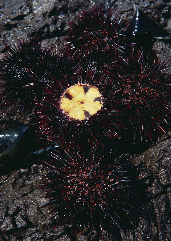 海鲜,无人,竖图,俯视,室内,特写,白天,餐桌,桌子,海胆,一堆,许多,阴影,堆叠,堆积,反射,影子,很多,水产,海洋生物,黑色,餐台,堆,水生动物,海产品,水生物,海底动物,刺锅子,海刺猬,半身,彩图,高角度拍摄