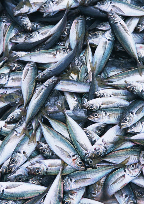 无人,竖图,俯视,室内,特写,白天,一堆,许多,堆叠,堆积,鱼,很多,鱼类,海洋生物,堆,巴浪,竹荚鱼,水生动物,水生物,海底动物,刺公,山鲐鱼,半身,彩图,高角度拍摄