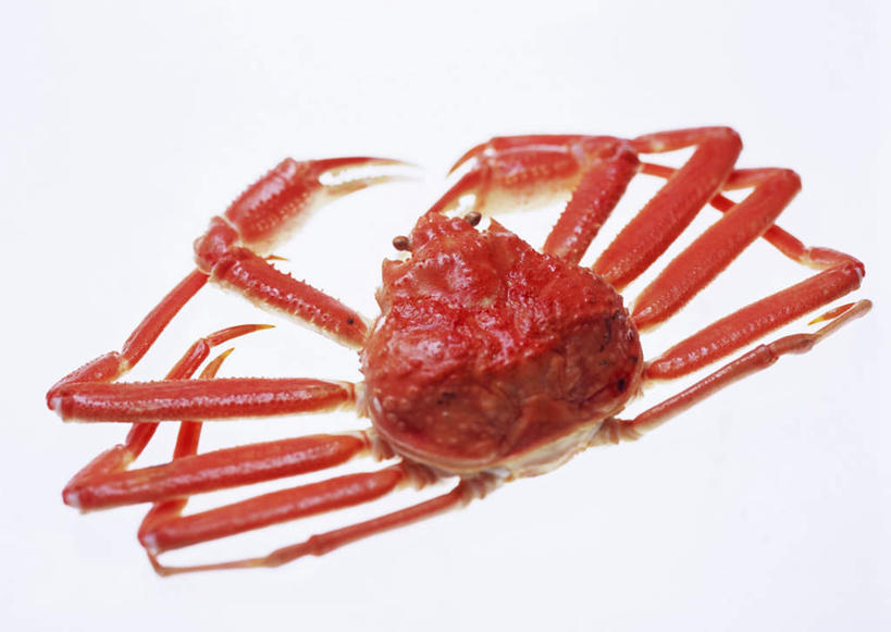 海鲜,无人,横图,俯视,室内,特写,白天,白色背景,餐桌,桌子,阴影,反射,皇后蟹,影子,水产,海洋生物,一只,红色,摄影,影棚,餐台,皮匠蟹,雪蟹,水生动物,海产品,水生物,海底动物,彩图,高角度拍摄,全身,影棚拍摄,拍摄