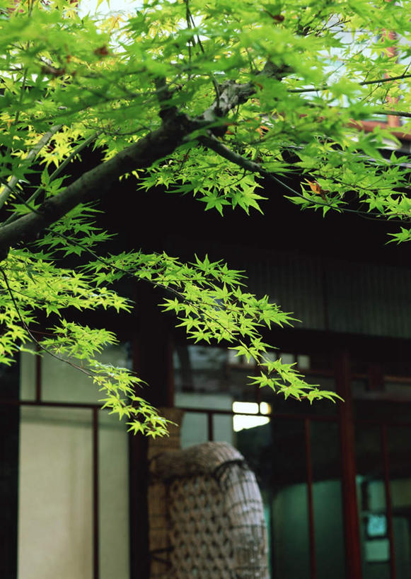 无人,家,竖图,室外,白天,正面,美景,植物,窗户,落地窗,枫树,阴影,光线,影子,房屋,屋子,景观,公寓,洋房,楼房,玻璃窗,住宅,树,树木,绿色,阳光,自然,景色,生长,成长,自然风光,槭树,糖枫,糖槭,糖槭树,彩图,房子