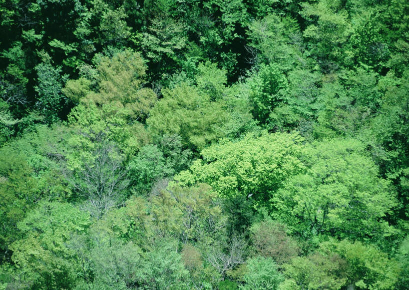 无人,横图,俯视,室外,白天,旅游,度假,石头,美景,森林,山,山脉,树林,植物,日本,亚洲,石子,景观,山峰,山峦,娱乐,树,树木,绿色,自然,群山,享受,休闲,景色,放松,生长,成长,自然风光,东亚,沉积岩,日本国,九州本岛,九州,九州岛,九州地方,宫崎,宫崎县,水成岩,石块,岩石,彩图,高角度拍摄,高千穗町,西臼杵郡